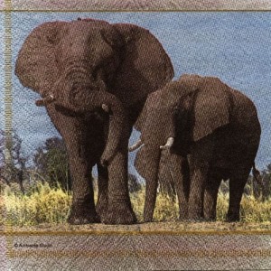 Serwetka do decoupage-słonie