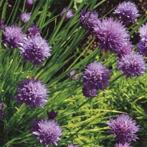 Serwetka do decoupage-kwiaty szczypiorku